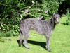 Deerhound Hund