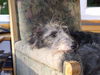 Deerhound Hund