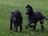 Deerhound Hund