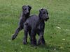 Deerhound Hund