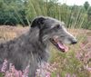 Deerhound Hund