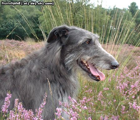 Deerhound Xilver Xantha of Dirty Mind