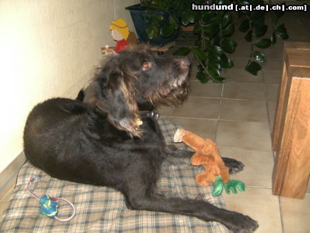 Deutsch Drahthaar Hunde Foto 45744 Deutsch Drahthaar Was kommt jetzt?