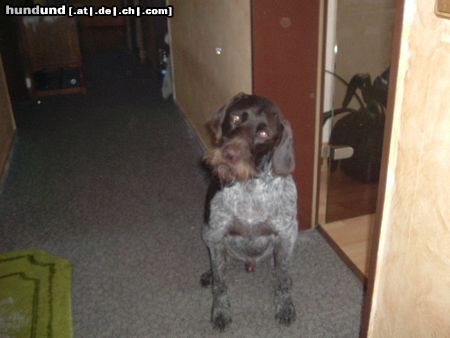 Deutsch Drahthaar Hunde Foto 23089 in höherer Auflösung ansehen Deutsch Drahthaar Lando der gerade nichts versteht