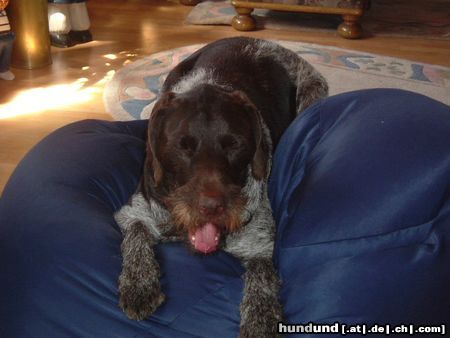 Deutsch Drahthaar Hunde Foto 23090 in höherer Auflösung ansehen Deutsch Drahthaar Mein Platz !!! (Lando)
