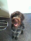 Deutsch Drahthaar Hunde Foto 19675 Deutsch Drahthaar Abessie