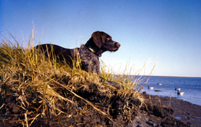 Deutsch Drahthaar Hunde Foto 571 Deutsch Drahthaar