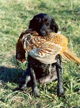 Deutsch Drahthaar Hunde Foto 572 Deutsch Drahthaar