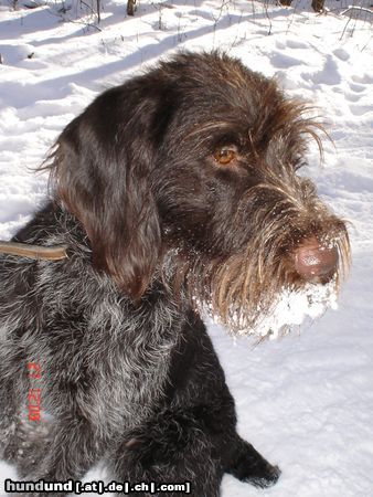 Deutsch Drahthaar Hunde Foto 25858 Deutsch Drahthaar Abessie von der Blankenburg