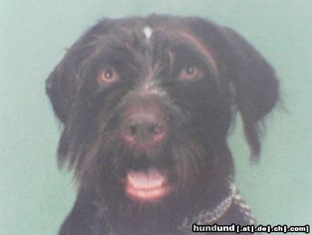 Deutsch Drahthaar Hunde Foto 19522 in höherer Auflösung ansehen Deutsch Drahthaar