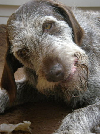 Deutsch Drahthaar Hunde Foto 34035 Deutsch Drahthaar