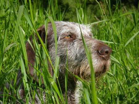 Deutsch Drahthaar Asta im Gras,9 jährige Hündin