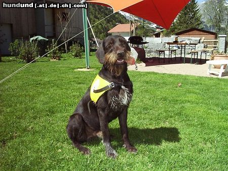 Deutsch Drahthaar Hunde Foto 5527 Deutsch Drahthaar