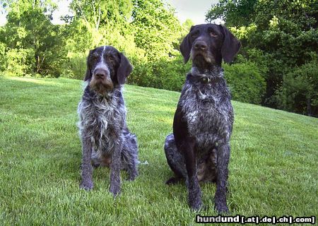 Deutsch Drahthaar Hunde Foto 17400 Deutsch Drahthaar DD-Rüde mit Hündin