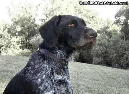 Deutsch Drahthaar Hunde Foto 17399 in höherer Auflösung ansehen Deutsch Drahthaar DD-Rüde Bernhard vom Freieck