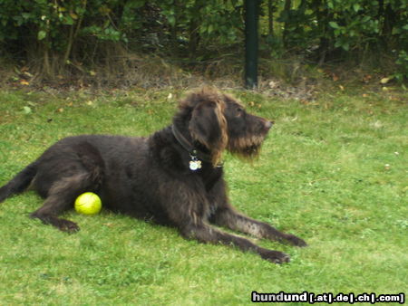 Deutsch Drahthaar Hunde Foto 45743 Deutsch Drahthaar Mein Ball