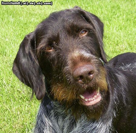Deutsch Drahthaar Hunde Foto 6305 Deutsch Drahthaar Cati