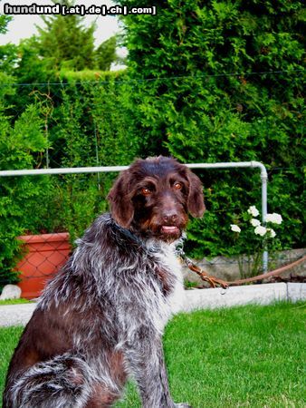 Deutsch Drahthaar Hunde Foto 4045 Deutsch Drahthaar