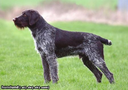 Deutsch Drahthaar Hunde Foto 20258 in höherer Auflösung ansehen Deutsch Drahthaar Tierportrait : DD_ vorzüglicher Deckrüde