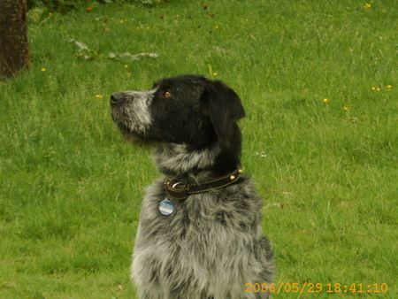 Deutsch Drahthaar Hunde Foto 35579 in höherer Auflösung ansehen Deutsch Drahthaar Bruno 1,5 jahre Rüde