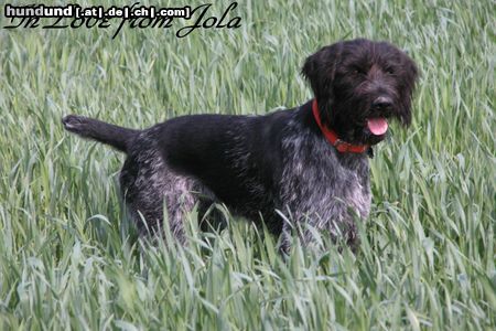Deutsch Drahthaar Hunde Foto 7585 Deutsch Drahthaar Jola vom Silberberg