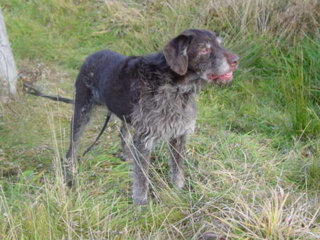 Deutsch Drahthaar Hunde Foto 29642 Deutsch Drahthaar Don von der Bokelheide (22.05.88 - 20.01.06) Welch ein Freund! Es würde mich interessieren, ob es viele fast 18 Jahre alte DD´s gibt? Mails zu diesem Thema wären nett!