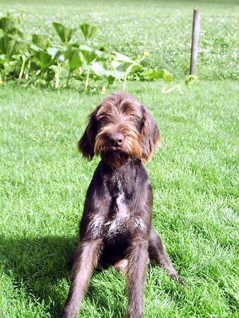 Deutsch Drahthaar Hunde Foto 702 Deutsch Drahthaar