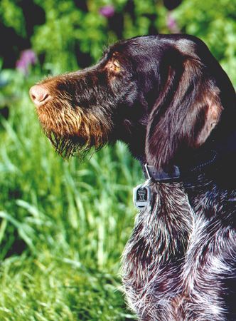 Deutsch Drahthaar Hunde Foto 27182 in höherer Auflösung ansehen Deutsch Drahthaar Unsere Gina
