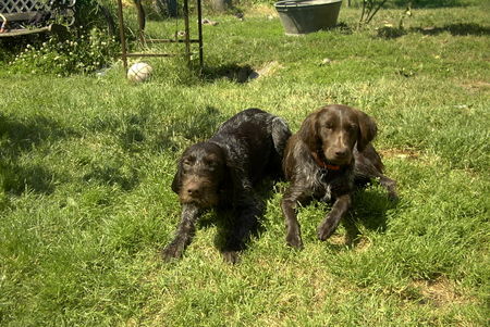 Deutsch Drahthaar Hunde Foto 33534 in höherer Auflösung ansehen Deutsch Drahthaar Anka (DD) und Lori (KLM)