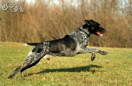 Deutsch Drahthaar Hunde Foto 41715 Deutsch Drahthaar Shooting mit Quirin