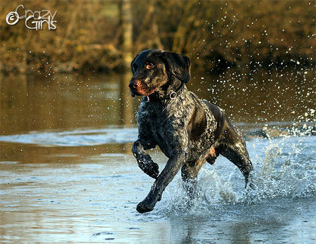 Deutsch Drahthaar Hunde Foto 41714 Deutsch Drahthaar Quirin