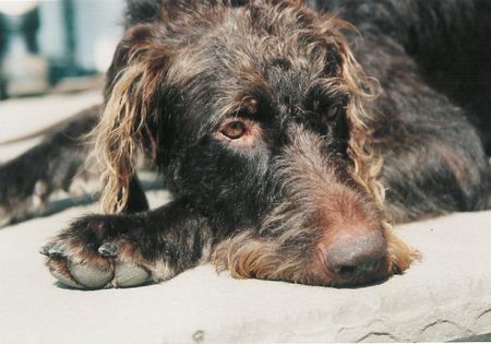 Deutsch Drahthaar Hunde Foto 27590 in höherer Auflösung ansehen Deutsch Drahthaar auch der Jack benötigt ein Päuschen