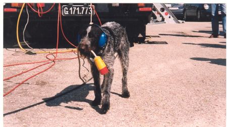 Deutsch Drahthaar Hunde Foto 1534 Deutsch Drahthaar ferngesteuerter kabelträger