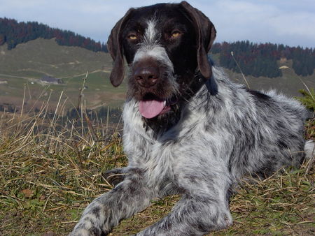 Deutsch Drahthaar Hunde Foto 27046 in höherer Auflösung ansehen Deutsch Drahthaar mein drahthaar ist jetzt 1 1/2 jahre und macht mir immer wiede freunde