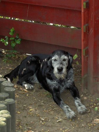 Deutsch Drahthaar Hunde Foto 35178 in höherer Auflösung ansehen Deutsch Drahthaar Billy---10 Jahre
