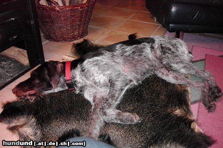 Deutsch Drahthaar Hunde Foto 26448 in höherer Auflösung ansehen Deutsch Drahthaar FOX II von der Rather Hecke