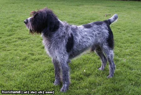Deutsch Drahthaar Hunde Foto 9536 Deutsch Drahthaar Alf ist ein recht bullig geratenes Exemplar...und ein Seelchen!