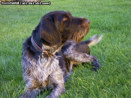 Deutsch Drahthaar Hunde Foto 6160 Deutsch Drahthaar Cati, 4J., Tochter von Zitta,