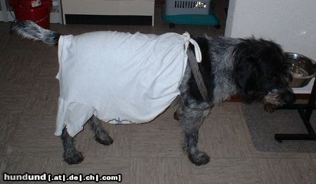 Deutsch Drahthaar Hunde Foto 9660 Deutsch Drahthaar Alf mit Knabberschutz-Shirt nach der Kastration - ihm ist das sehr peinlich!