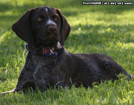 Deutsch Drahthaar Hunde Foto 45996 in höherer Auflösung ansehen Deutsch Drahthaar Scully 9 1/2 Wochen alt