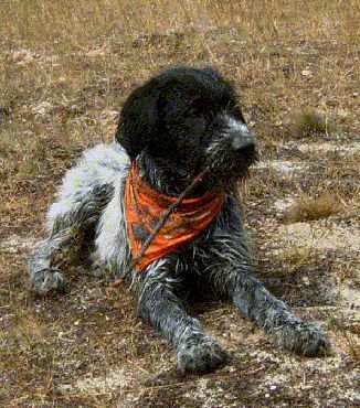 Deutsch Drahthaar Hunde Foto 35577 Deutsch Drahthaar Bruno Baum im Welpenalter von 4 Monate