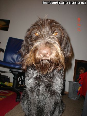 Deutsch Drahthaar Hunde Foto 25859 in höherer Auflösung ansehen Deutsch Drahthaar Abessie von der Blankenburg