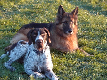Deutsch Drahthaar Hunde Foto 27615 Deutsch Drahthaar henry und idora