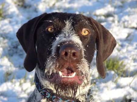 Deutsch Drahthaar Hunde Foto 27611 Deutsch Drahthaar henry im schnee:-)
