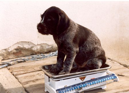 Deutsch Drahthaar Hunde Foto 1193 Deutsch Drahthaar