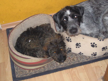 Deutsch Drahthaar Hunde Foto 41581 Deutsch Drahthaar till und tiger,2 gute freunde
