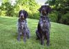 Deutsch Drahthaar Foto: DD-Rüde mit Hündin (ID 17400) Deutsch Drahthaar Hund