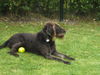 Deutsch Drahthaar Foto: Mein Ball (ID 45743) Deutsch Drahthaar Hund