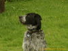 Deutsch Drahthaar Foto: Bruno 1,5 jahre Rüde (ID 35579) Deutsch Drahthaar Hund