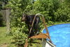 Deutsch Drahthaar Foto: Anka (V.Gohrer Berg) nach dem Bad (ID 33535) Deutsch Drahthaar Hund